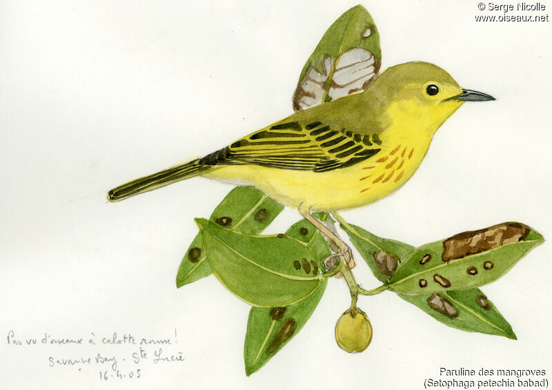 Mangrove Warbler, identification