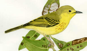 Mangrove Warbler