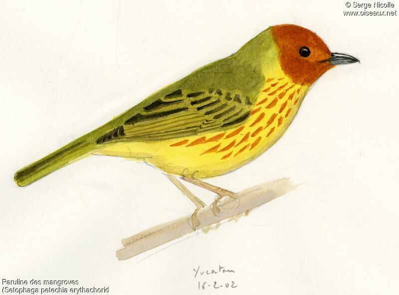 Mangrove Warbler, identification