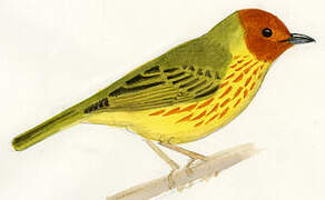 Mangrove Warbler