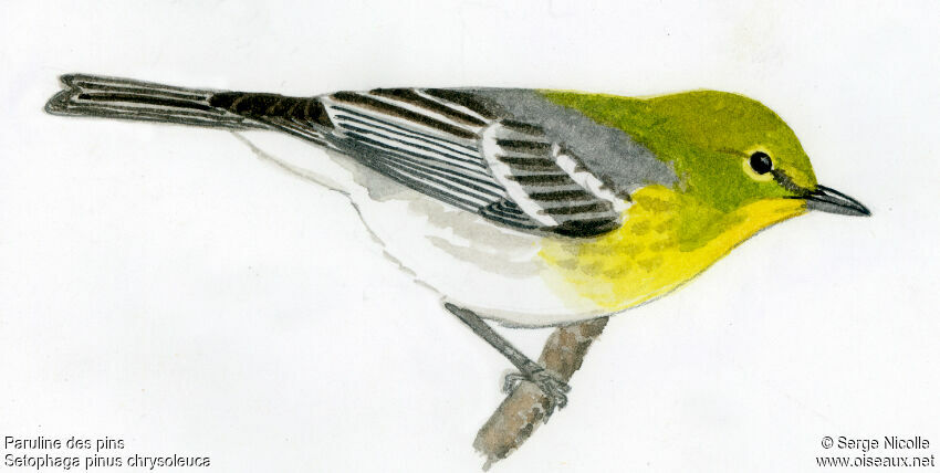 Pine Warbler, identification