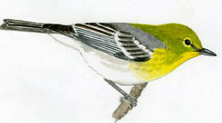 Pine Warbler