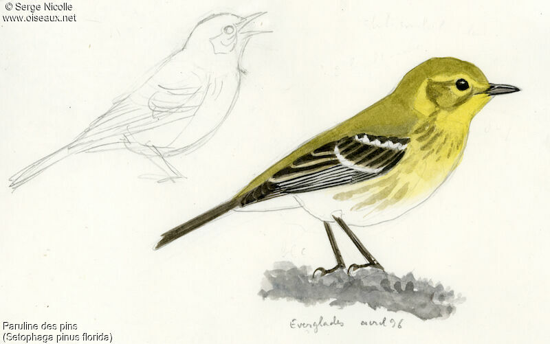 Pine Warbler, identification