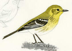 Pine Warbler