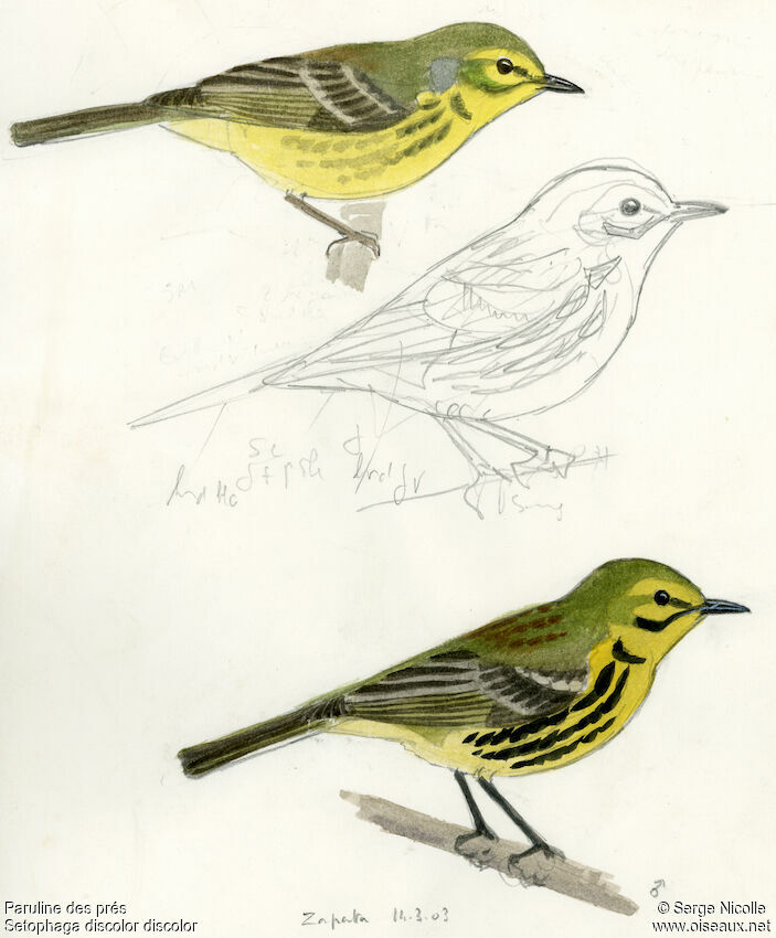 Prairie Warbler, identification