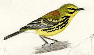 Prairie Warbler