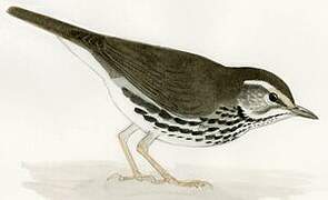 Northern Waterthrush