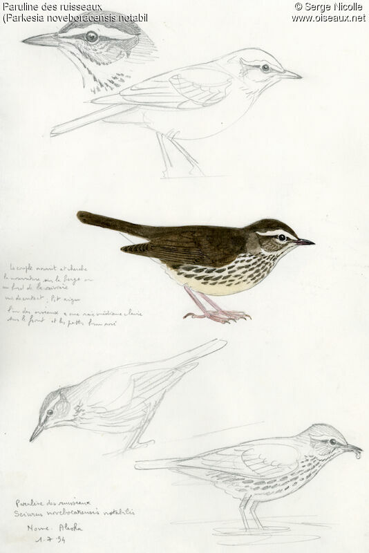 Northern Waterthrush, identification