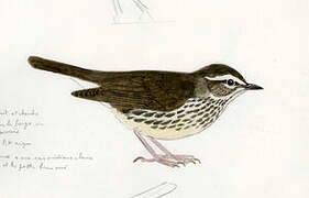 Northern Waterthrush