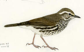 Northern Waterthrush