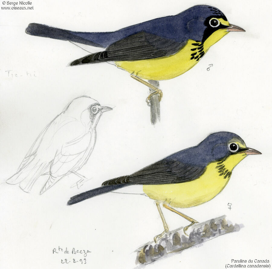Canada Warbler , identification