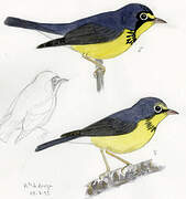 Canada Warbler