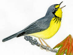 Canada Warbler