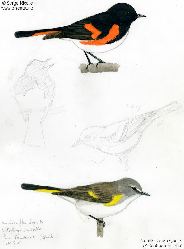 American Redstart , identification