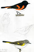 American Redstart