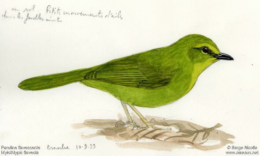 Flavescent Warbler, identification