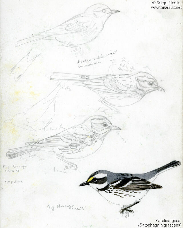 Black-throated Grey Warbler, identification