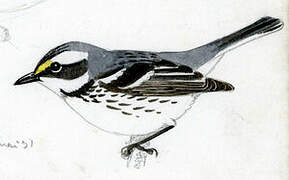 Black-throated Grey Warbler