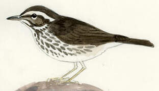 Louisiana Waterthrush