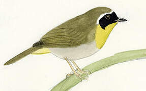 Common Yellowthroat