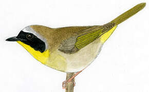 Common Yellowthroat