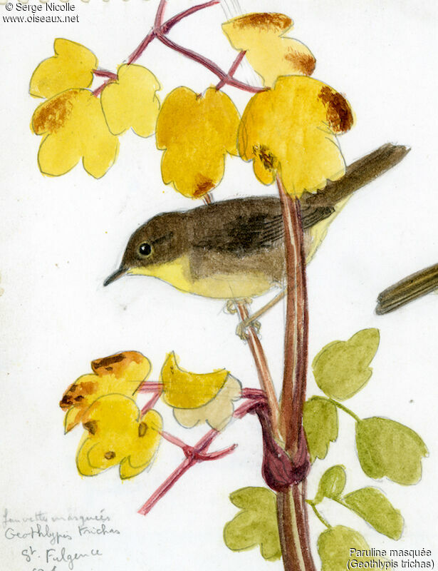 Paruline masquée femelle, identification