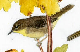 Common Yellowthroat