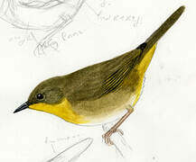 Common Yellowthroat