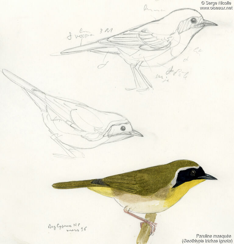 Common Yellowthroat, identification