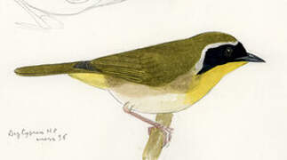 Common Yellowthroat