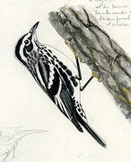 Black-and-white Warbler