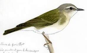 Tennessee Warbler