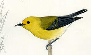 Prothonotary Warbler