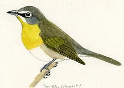 Yellow-breasted Chat