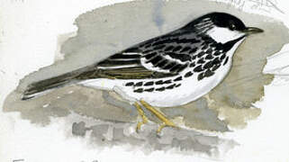 Blackpoll Warbler