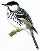 Blackpoll Warbler