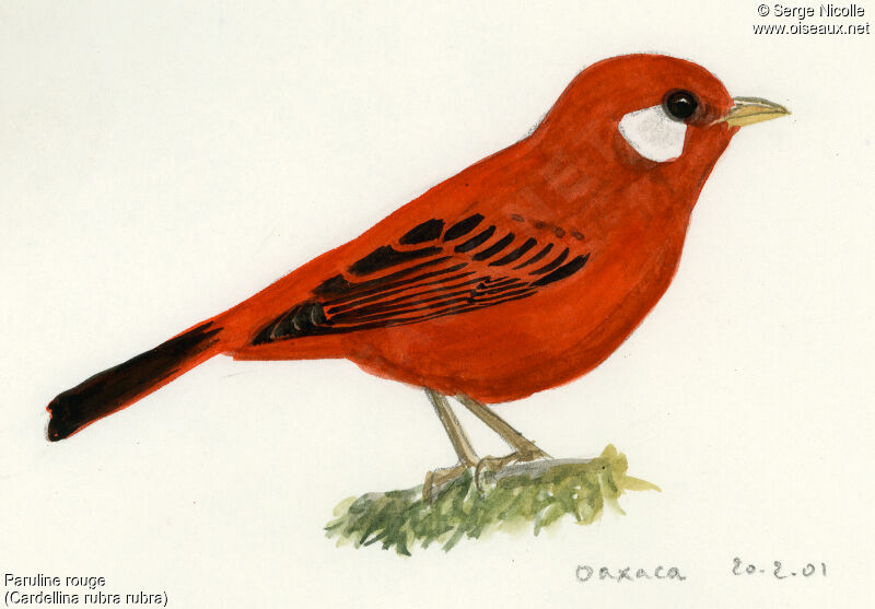 Red Warbler, identification