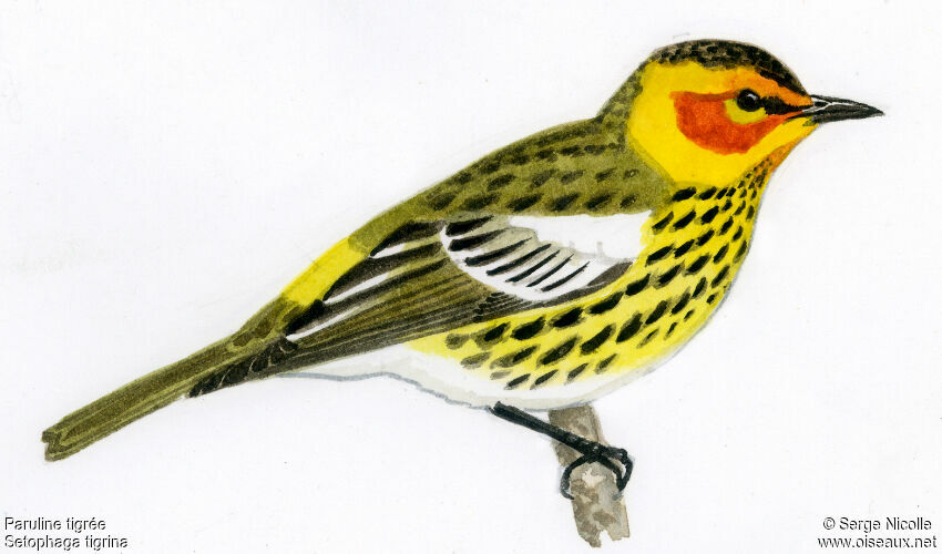 Cape May Warbler, identification