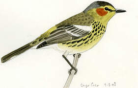 Cape May Warbler