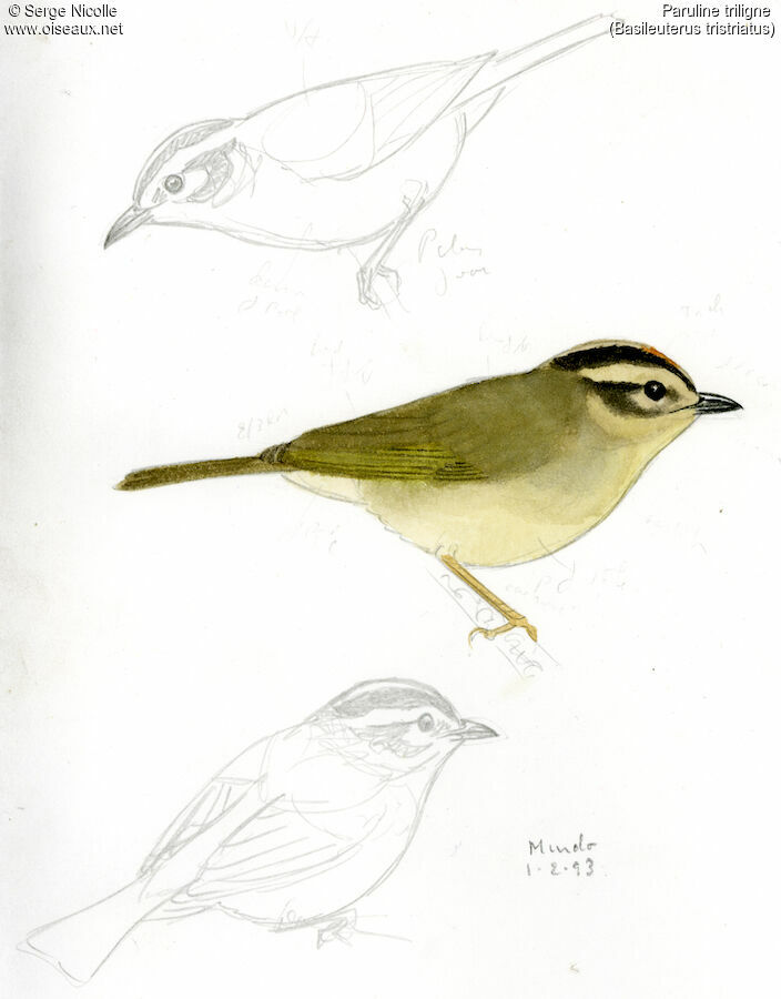 Three-striped Warbler, identification