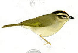 Three-striped Warbler