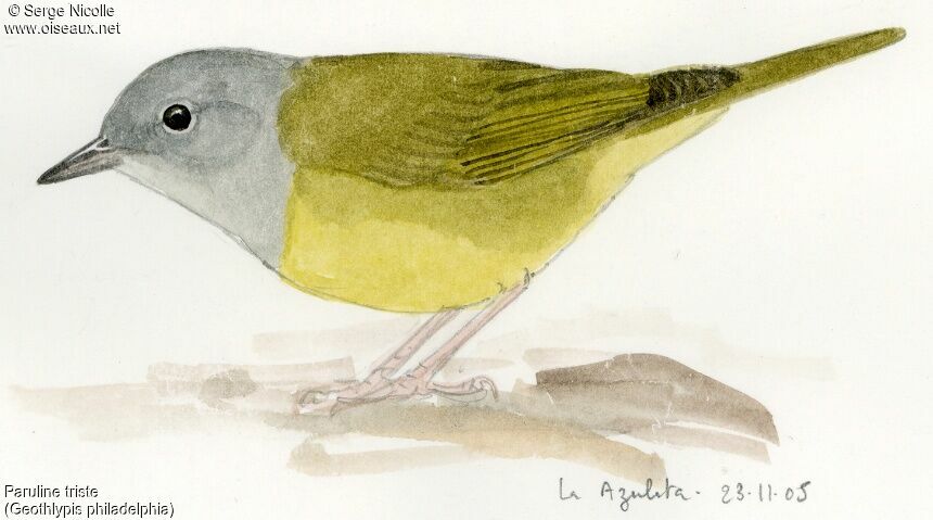 Mourning Warbler, identification