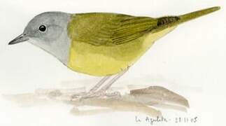 Mourning Warbler