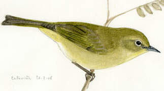 Orange-crowned Warbler