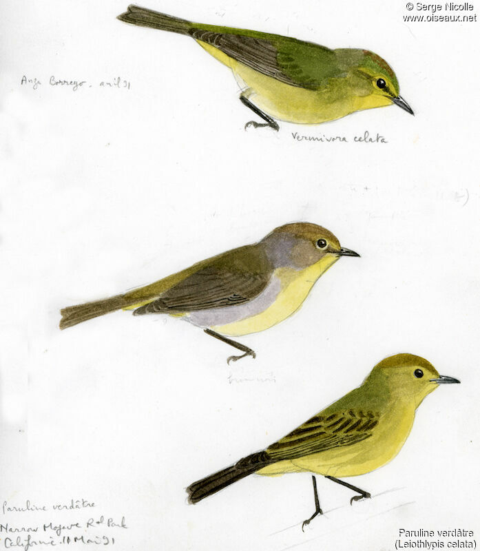 Orange-crowned Warbler, identification