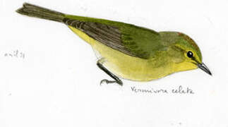 Orange-crowned Warbler