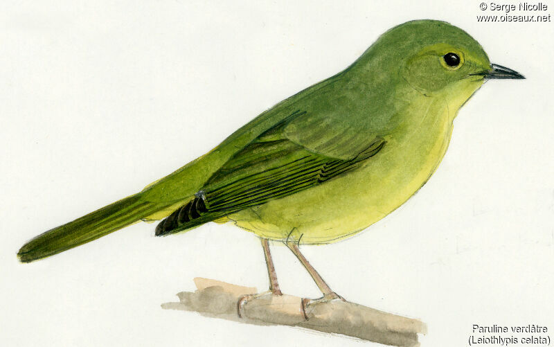 Orange-crowned Warbler, identification