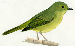 Orange-crowned Warbler