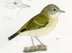 Orange-crowned Warbler