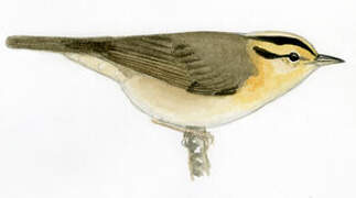 Worm-eating Warbler